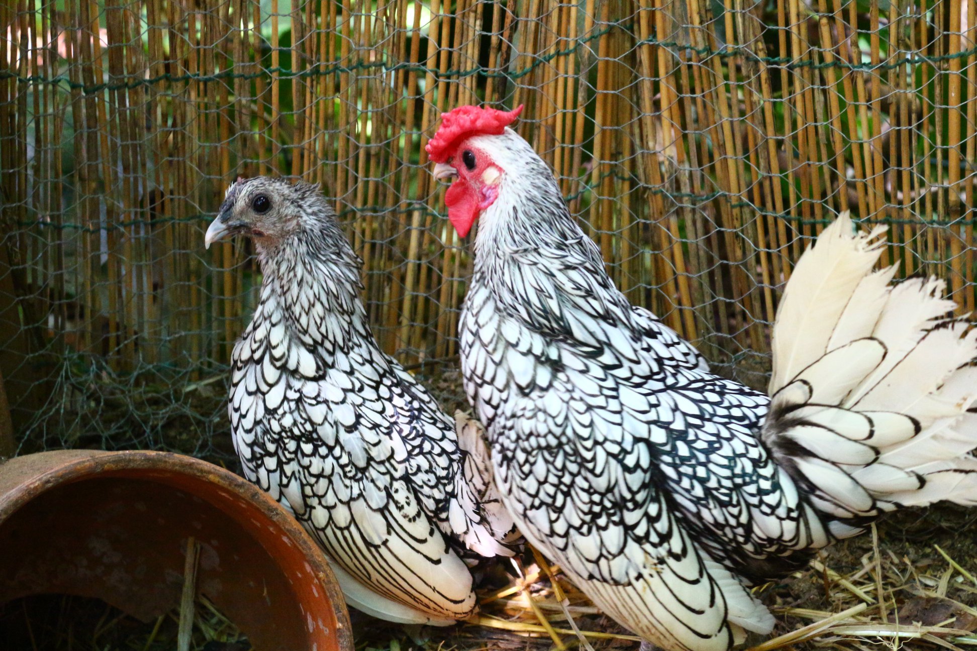 Le Sebright